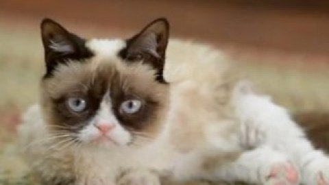 В Нью-Йорке люди простояли полдня в очереди ради фото с Grumpy Cat