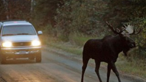 На территории штата ежегодно происходит около двух тысяч аварий с участием зверей.