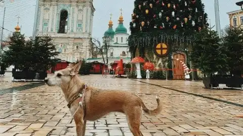 Новогодняя елка на Софийской. Фото: Folk Ukraine