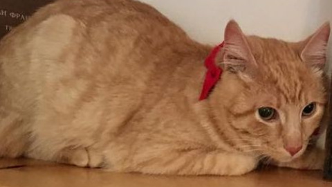 Котика назвали в честь героя произведения Франко. Фото: facebook.com/dimfranka