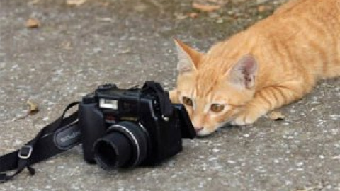 Кіт стане фотографом.