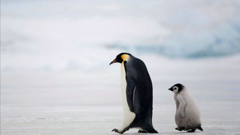 Пінгвіни. Фото: antarctic.su