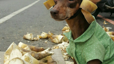 Модная собачка Сяо Пи. Фото: facebook.com/littlepdog