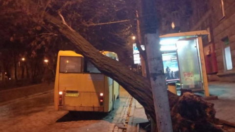 В Днипре на автобус рухнуло дерево. Фото: Днепр час