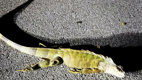 Застывшие игуаны падают на людей во Флориде.Фото: twitter.com/JannyReports