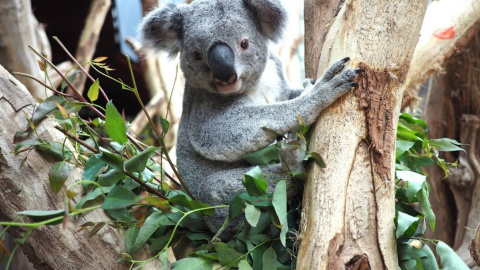 Коала-оракул. Фото: facebook.com/ZooLeipzig