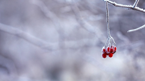 Зима. Фото: pixabay