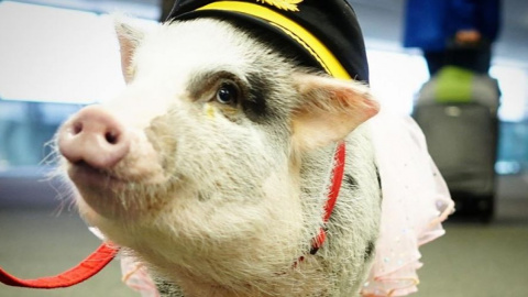 Свинка ЛиЛу.Фото: facebook/ @lilouthepig
