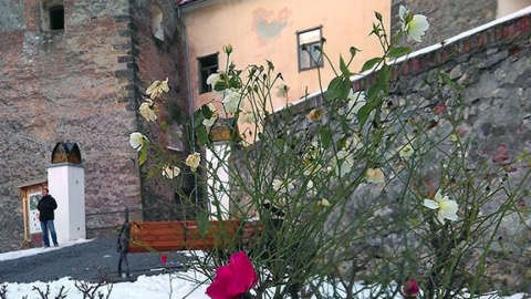 Во дворе замка зимой зацвели розы. Фото: facebook.com/ticmukachevo