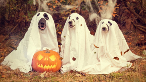 Костюм на Хэллоуин-2019. Фото: pixabay.com