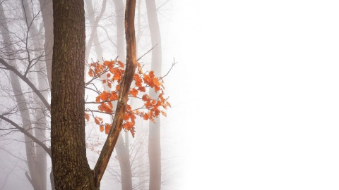 Дерево. Фото: pixabay