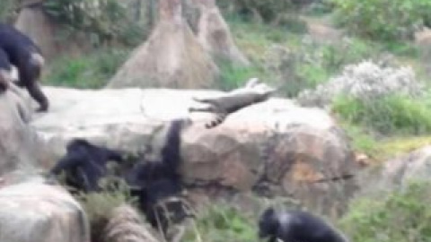 Шимпанзе таскали енота за хвост, били его и не давали покинуть вольер. Кадр видеоролика на YouTube