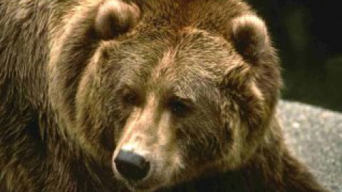Россияне якобы хотели дать медведю в морду, чтобы он отцепился.