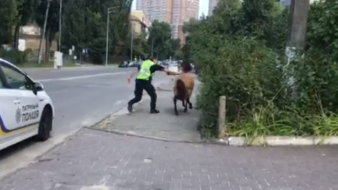 В Киеве полицейский пытался догнать пони и бегал за ним по Голосеевскому району