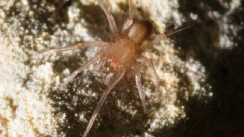 Cicurina venii.