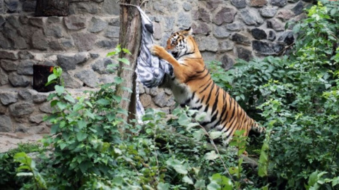 Животных в киевском зоопарке недокармливают. Фото: Фото: zoo.kiev.ua
