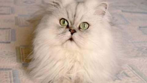Персидский кот (иллюстрация).