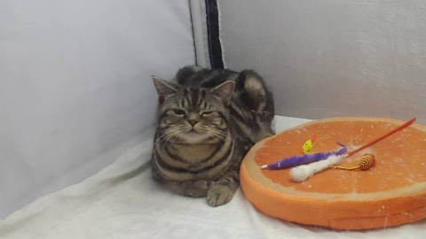 Котик подмигивает фотографу. 