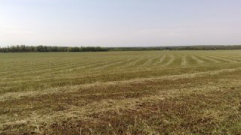 Не известно, было ли поле выкошено за раз, или неизвестные воры совершили кражу в несколько приемов.