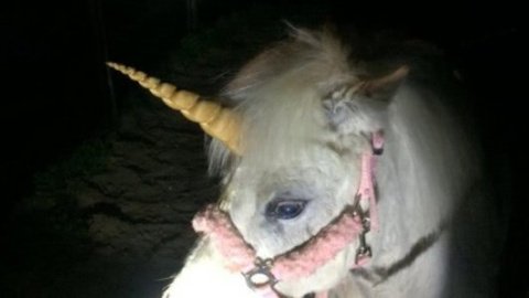 Пони по кличке Джульетта сбежала от хозяев. Фото: соцсети