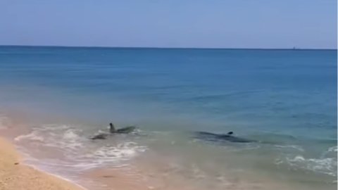 Дельфины на берегу моря. Скриншот: youtube/Голос Запорожья