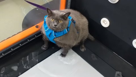 Очень толстую кошку отвели заниматься спортом, но она воспользовалась тренажером иначе
