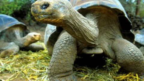 Черепахи вибиралися на територію аеропорту для того, щоб відкласти яйця.