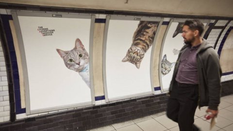 Кошки в лондонском метро. Фото: CATS
