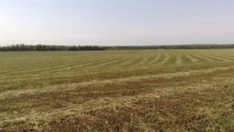 Не відомо, чи було поле викошено за раз, чи невідомі злодії скоїли крадіжку в кілька прийомів.