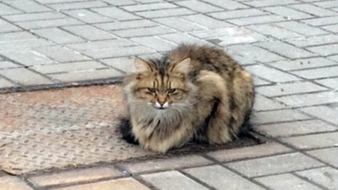 ​Брошенный кот уже год ждет покинувших его хозяев