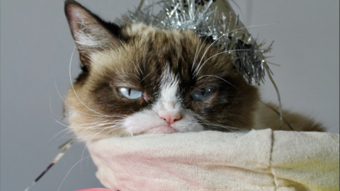 Померла всесвітньо відома кішка-мем "Grumpy Cat"