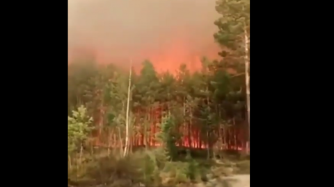 У Рівненському заповіднику з червонокнижними тваринами на площі майже 2 гектари спалахнула масштабна пожежа