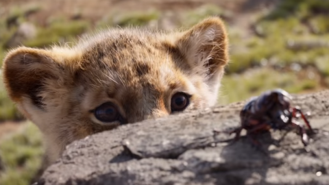 Disney представив видовищний трейлер нового "Короля Лева"