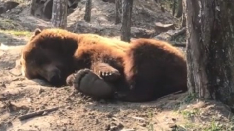 Ведмідь Потап. Скріншот видеоacebook.com/BearSanctuaryDomazhyr