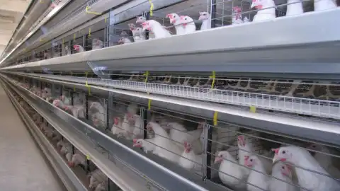 Оккупационная «власть» Крыма захватила имущество агрохолдинга Ukrlandfarming