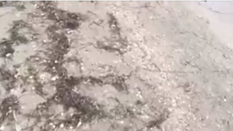 В окупованому Криму берег коси Беляус усіяний мертвими качками