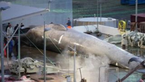 По мнению экспертов, на фотографии – молодой самец голубого кита. Фото: HARD TO PORT