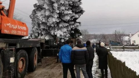 Пихту срубили на частном дворе в селе Буда возле Брюховичей. Фото: Юлия Девда/ZAXID.NET