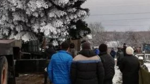 Ялицю зрубали на приватному дворі в селі Буда біля Брюховичів. Фото: Юлія Девда/ZAXID.NET