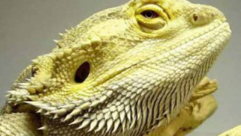 Джордж став першою британською ящіркою, що пройшла курс променевої терапії.