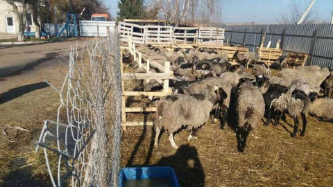 Відео дня: овець, які простояли кілька тижнів в порту без води і їжі, привезли на ферму в Одесі