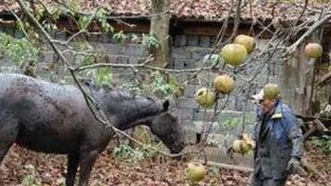 На Івано-Франківщині врятували коня, що провалвся в каналізацію. Фото: ДСНС