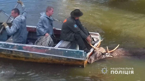 Лось вже втратив свідомість. Фото: Поліція Київської області