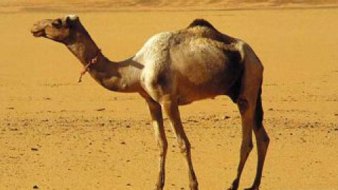 Призовий фонд конкурсу становить 500 тисяч саудівських ріалів.