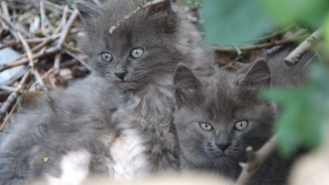 Коты несут службу в зоне ООС . Фото: facebоok.com/vоin.ato