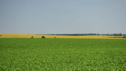 Агрохолдинг МХП розповів, чим обробляє поля