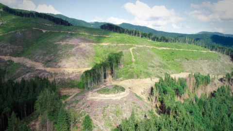 Біля Усть-Чорної нелегально вирубують ліс. Фото: WWF Ukraine