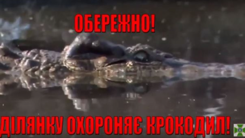 Відео дня: замість собак прикордонникам України будуть допомагати службові крокодили