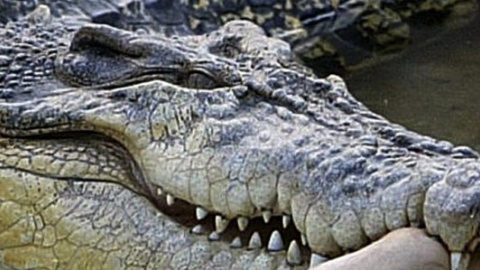Перекус по-российски: в РФ начнут компенсировать западную еду крокодилятиной - The Guardian
