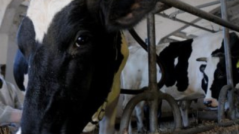 Різке похолодання змусило власників корів в якутських селищах утеплити тварин.